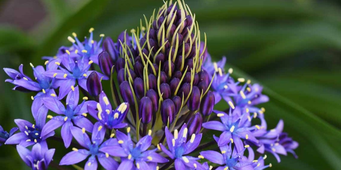 Cuban Flora